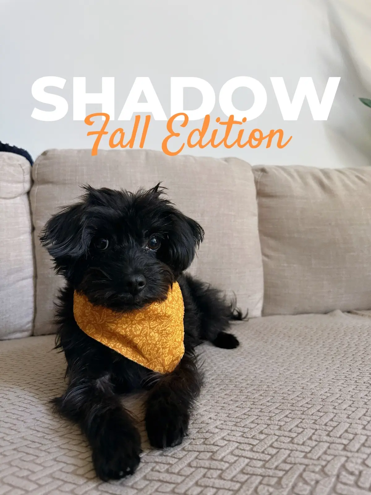My boy normally rocks his long hair but we went medium on his trim this time.  They typically mistake him for a girl at the groomers and he winds up coming home with bows 🎀 on each ear— this time they got it right! & He came home with a Fall colored bandana. 🍂