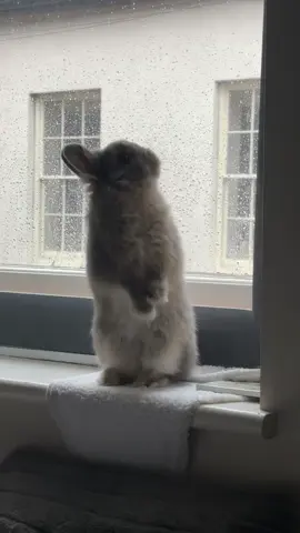 Miffy’s in her goofy era 🐰✨ #miffymood #fluffychaos #cheekyrabbit #RabbitTok #binkiesandzoomies 