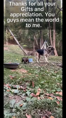 Thanks for all your Gifts and appreciation. You guys mean the world to me.#tiktoklive #livehighlights 