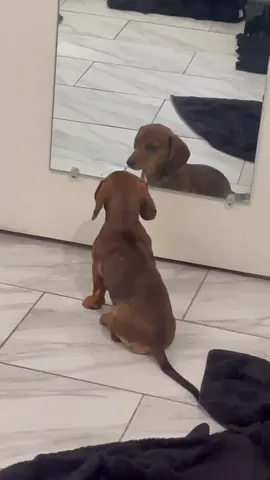 Woof woof #weeniedog #dachshund #dapple #woof #dogs 