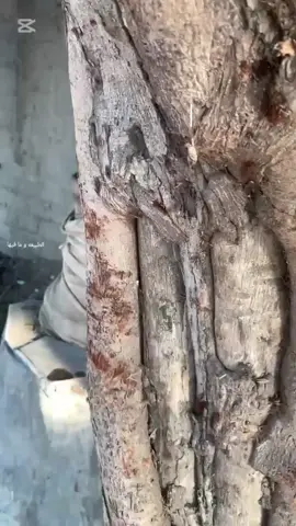 الهدوء والراحه النفسيه المنشاوي  الريف المصري جميل 🍃🌿🥹 الطبيعه و ما فيها 🌿🌿🥹