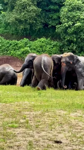 Life, Healing Together 🐘🐘🐘 Elephants are social beings; living in herds is their natural way of life. Bringing rescued elephants—each with different histories, traumas, and injuries—into one family isn’t easy. It takes time, patience, and daily, loving care to help them heal, trust again, and rediscover the joy of herd life. This is our dream: to see every elephant rescued from hardship reunited into a large, beautiful, happy herd. And today, we’re proud to share it with the world. This is the elephant herd at Elephant Nature Park. This is the Home of Happy Elephants. 🌿 ช้างเป็นสัตว์สังคม การอยู่ร่วมโขลงคือวิถีชีวิตตามธรรมชาติของพวกเขา การช่วยเหลือช้างแต่ละตัวไม่ใช่เรื่องง่าย แต่การจะทำอย่างไรให้ช้างแต่ละตัวมาอยู่รวมกันเป็นโขลงใหญ่นั้นยากที่สุด  เพราะช้างที่ช่วยมานั้นแต่ละตัวมาในสภาพที่แตกต่างกัน บางตัวบอบช้ำทางจิตใจ บางตัวมีปัญหาการบาดเจ็บทางร่างกาย บางตัวหวาดระแวง และหวาดผวาตลอดเวลา การที่จะทำให้พวกเขาหายจากสภาพจิตใจที่บอบช้ำจากสิ่งที่พวกเขาต้องเผชิญในอดีตให้กลับมาเป็นช้างปกติมันไม่ใช่เรื่องง่ายและทุกอย่างต้องใช้เวลา การอุทิศตน และทำงานอย่างอดทน เพื่อทำให้พวกเขาได้กลายเป็นโขลงช้างที่เต็มไปด้วยจิตวิญญาณต้องให้เวลากับพวกเขา เพราะการที่พวกเขาได้อยู่เป็นโขลงนั้นจะช่วยเยียวสภาพจิตใจของพวกเขาได้ดีกว่าการรักษา นี่คือความฝันที่พวกเราอยากเห็น จากการช่วยช้างแต่ละตัวมาจากสภาพความเป็นอยู่ที่เลวร้าย ได้มีโอกาสมารวมตัวกันอีกครั้งและกลายเป็นโขลงช้างขนาดใหญ่ที่งดงาม สุขภาพดีและมีความสุข และคลิปวิดีโอนี้คือสิ่งที่พวกเราภูมิใจและอยากนำมาให้ชาวโลกดูค่ะ  นี่คือโขลงช้างที่ Elephant Nature Park สถานที่ที่พวกเราภูมิใจที่จะเรียกบ้านหลังนี้ว่าเป็นบ้านแห่งความสุขของช้าง ❤️🐘 #ElephantNaturePark #Elephant #ViralVideo #AnimalLove #Animallover
