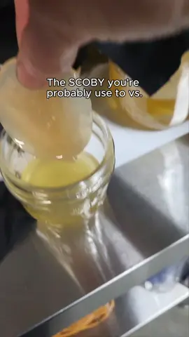 What you probably think of when you hear the word SCOBY vs what we think of. #madeinvernon #canadiankombucha #kombuchamadeincanada #smallcanadianbusiness #sugarfreekombucha 