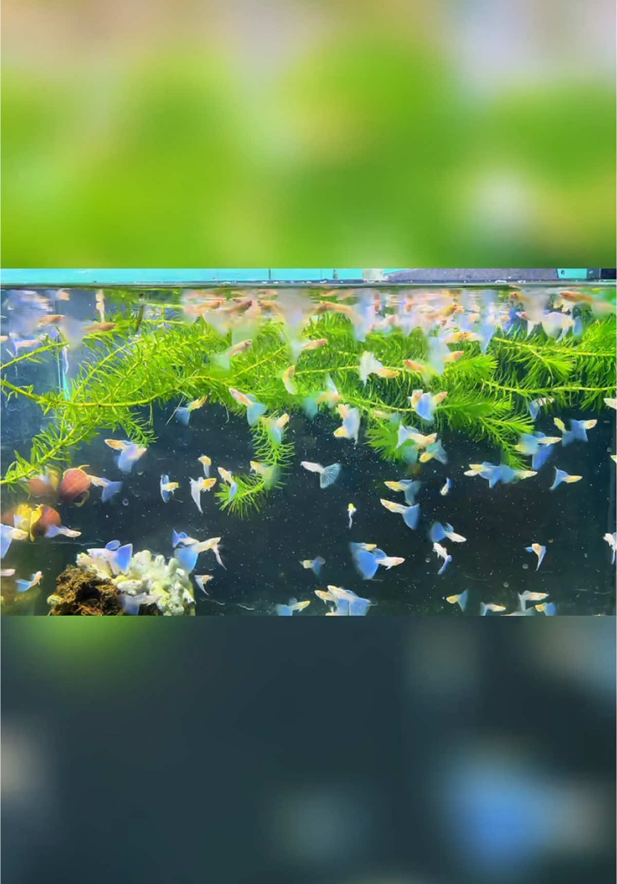 Ngắm cá thư giản thôi các đồng ngư #guppy #guppyfish #dammeguppy #guppylover 