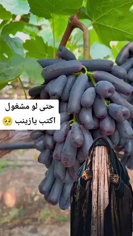 #يازينب