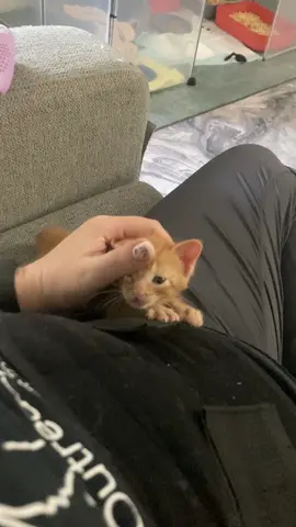 😂 I was calling him Hugo but it’s Francois. One of his brothers must have cleaned the lipstick off his ear. I should have known but I just thought Hugo was being extra affectionate. Update: I was wrong again. It was Hugo. Francois still has lipstick. #gingerkitten #orphankitten #kittenlove 