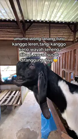 malam punggung keluarga😇#peternakmuda #elhafarm 
