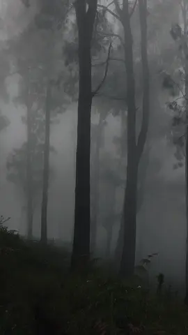 Alas Lali Jiwo + Kabut 🍃 #Forest #Alaslalijiwo #arjunoviapurwosari #pendakigunung #peaceful 