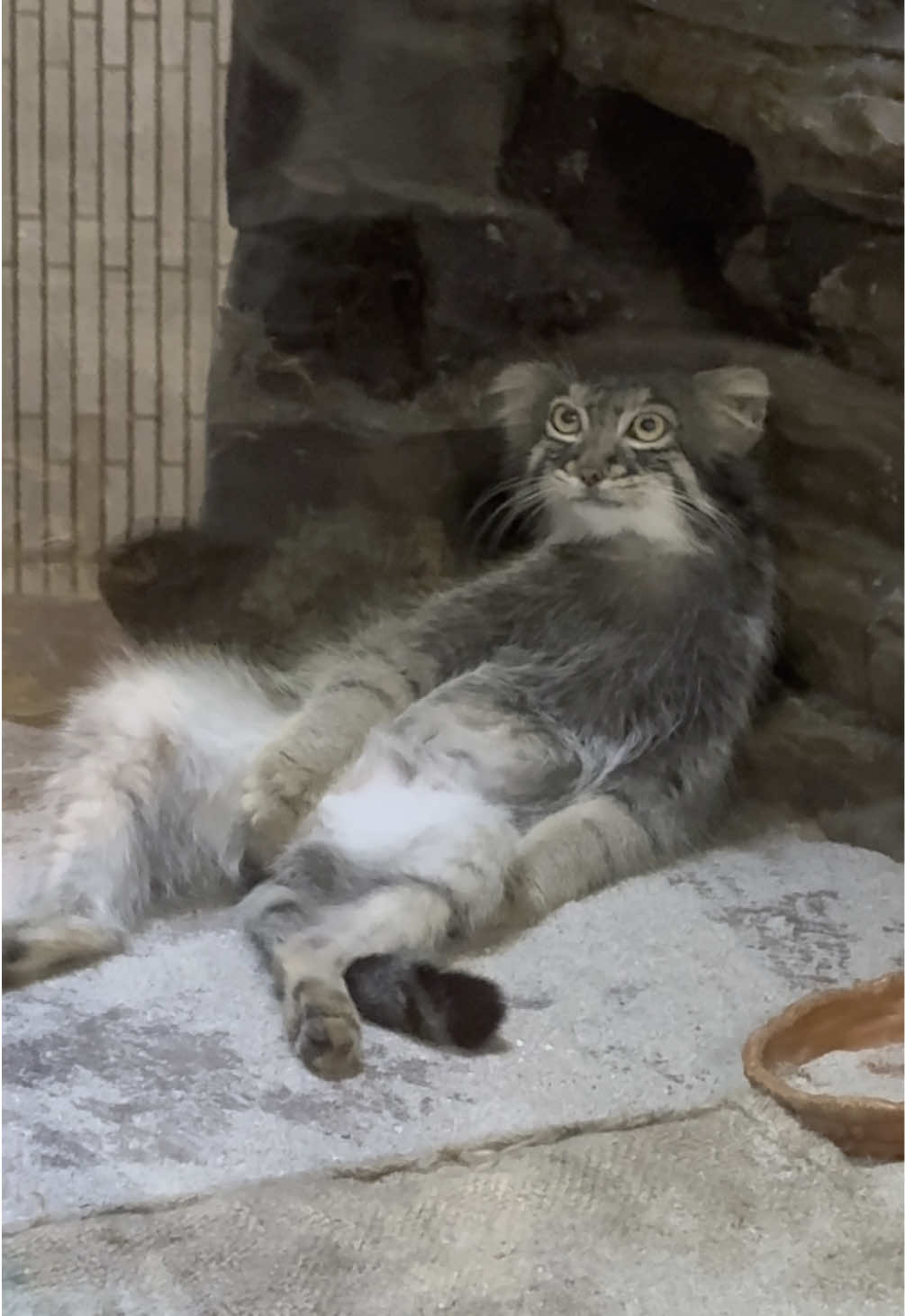 【上野動物園】マヌルネコ 2025.7.25 #マヌルネコ #上野動物園 #フィーガ #猫 #ねこ #cat #pallascat #japan #animals #cute 