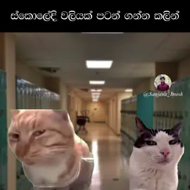 ai ai ai moko 😾 oy kawahari mention karala yanna 😾 #creatorsearchinsights #sanjanaimesh #funnyvideos #sinhalajoke #viral 