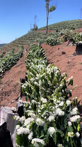 Floração e chique no 🌍.    🤠