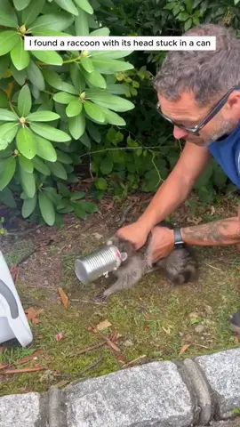 Man rescued a raccoon with its head stuck in a can and adopted it #animals #rescueanimals #animalsoftiktok #animallover #raccoon 
