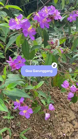 Auto zen tiap liat alam hijau gini aaaa senangnya✨   Kemarin berkesempatan jadi volunteer bareng @Voluntrip Kitabisa, bantu jaga alam di Goa Garunggang.  Next kemana lagi yaa?  #voluntrip  #trekking #goagarunggang #fyp 