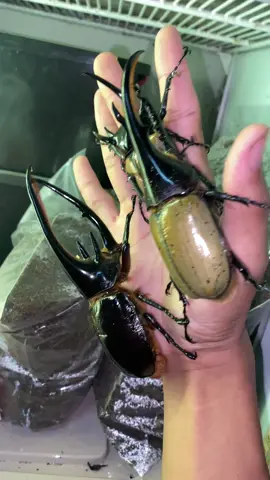 3หนุ่ม3สไตล์#amazingbeetle #beetle #ด้วงกว่างเฮอร์คิวลิส #ด้วงกว่างเนปจูน #ด้วง5เขา 