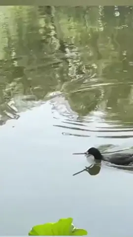 #bird #hardwork #animals #viral #birds 