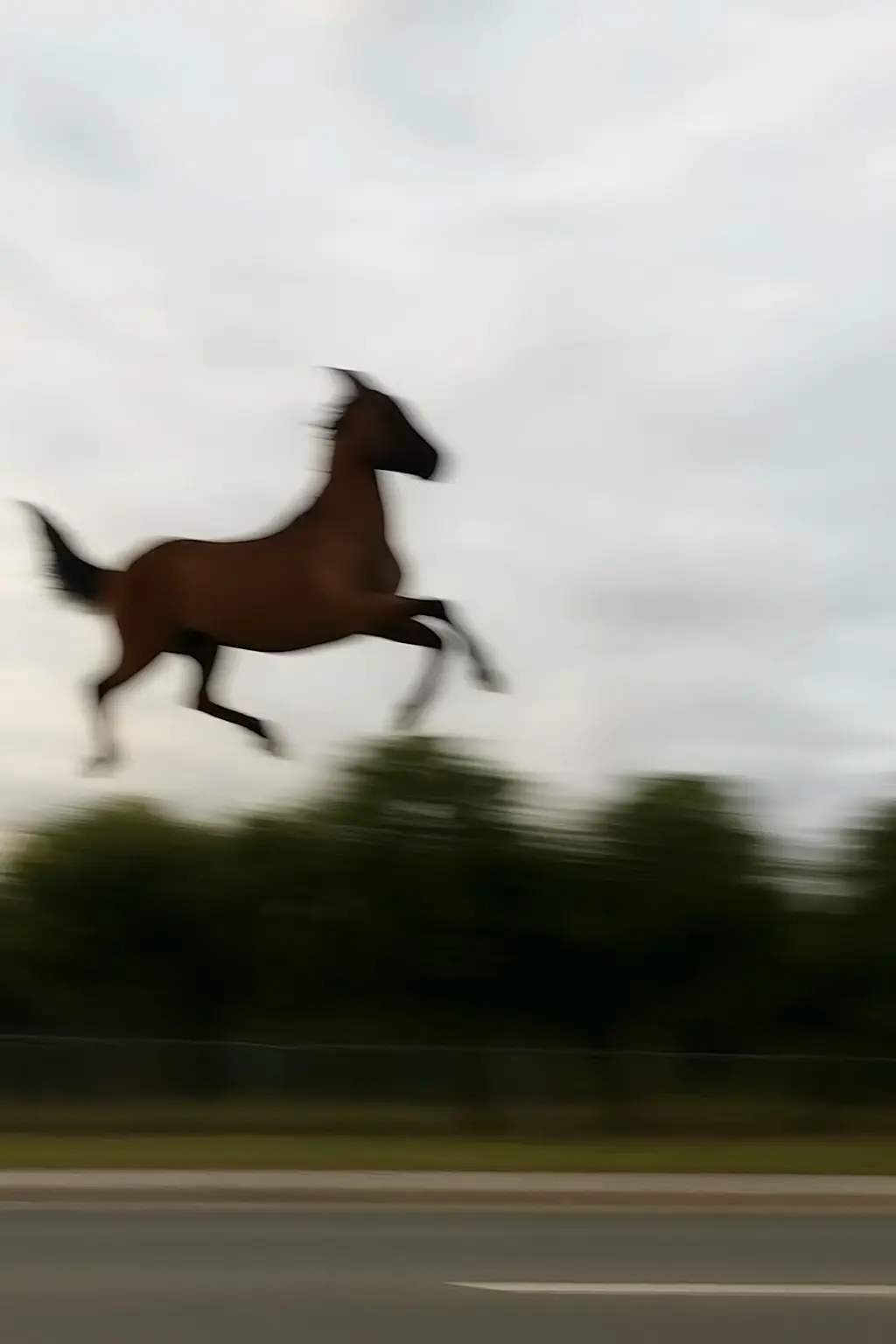 #horse #Viral #fyp #Meme 