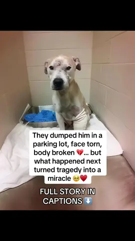 When rescuers found the pitbull, he was lying helpless in the corner of a parking lot 💔. His face was torn, his body weak, and every breath sounded like a struggle. He had been used up and thrown away like garbage. They named him Rex.  Rex had been a bait dog in a brutal underground ring 😡. His role was simple: to absorb pain, to be the victim. He was never meant to survive. Yet when a rescuer knelt beside him, Rex looked up with cloudy eyes and licked their hand — a small act of hope, a silent plea: “Please… don’t give up on me.” 🙏 At the vet clinic, the news was grim. His wounds were deep, his muscles wasted, infection spreading. The vet admitted: “It will take a miracle to pull him through.” That miracle began with medical care, gentle hands, and one special addition to his meals: TAILY COLLAGEN 🍲✨. That’s when everything started to change.  🧬 His wounds began closing faster.  🐕 His thin patches filled in with shiny fur.  💪 His body grew stronger as muscles rebuilt.  🧊 The swelling in his joints started to fade.  And one morning… Rex stood up on his own and wagged his tail. From that moment, his recovery wasn’t just physical — it was emotional. He learned to trust again, leaning into volunteers for the love he’d never known 🥹. Then, a family came. They sat quietly on the shelter floor. Rex circled once, then laid his head in their lap. His eyes said it all: “This is my family.” 💞 Today, Rex’s life is completely transformed.  ☀️ He runs free in his backyard.  🎾 He has a basket overflowing with toys.  🛋️ He sleeps on a couch instead of the cold ground.  And every night, his family calls him their “miracle boy.” 💖 The scars remain, but now they’re marks of survival. And the secret behind his transformation? TAILY COLLAGEN.  👉 It didn’t just speed up his healing. It gave him the second chance he deserved. 🐾 The same collagen that rebuilt Rex is available now on Amazon.  ✅ Vet-trusted. Rescue-proven. Rex approved.  📦 🛒 [Taily Collagen – available on Amazon now!] #digsoftiktok #doglover #animalrescue #dogrescue #usa 