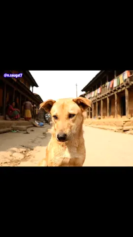 Subhakamana chha sabai lai ❤️ #tihar #kukurtihar #dashain #birthday #dog 