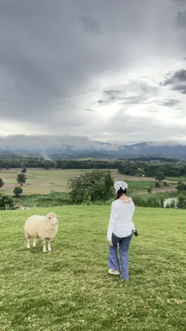 ในหัวคือเพลงนี้ขึ้นเลย5555ใคร ๆ ก็ไม่รักพ้ม ขนาดน้องแกะยังเดินหนีเลย😹💗🐑✨⛰️ 