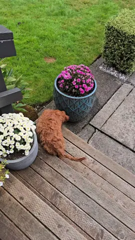 The girls having a sniff around the front yard together. They really are such good buddies! 😊💓 #fyp #dogsoftiktok #doodles #puppytiktok #pnw 
