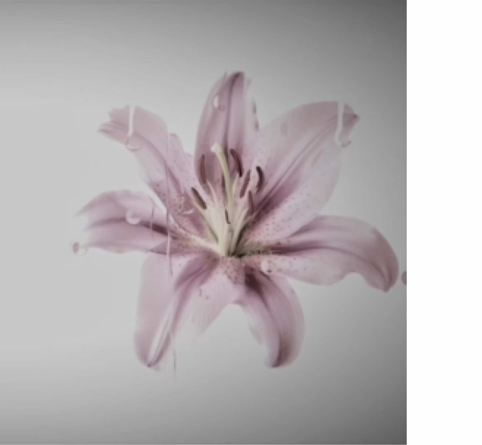 ilomilo x wanna be yours billie eilish #billieeilish #neilanmusic #lyricsvideo #ilomilo #mashup so where did you go? 