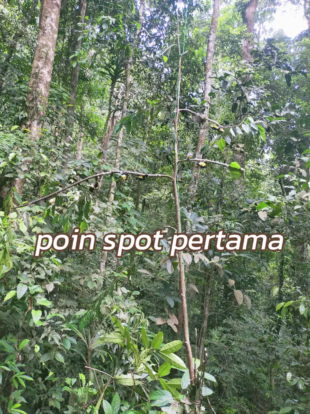 kegiatan laki yg gak di beliin telur gulung😎😎 poin hari ini👆👆👆#mikatburung #cucakijo #ngbolang  #CapCut #fyp 