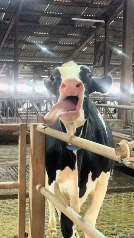 🤣🤣🤣 we do love a silly cow! 🐮💜#cowsontiktok #cowlover #feelgoodfactor #holstein #moo 