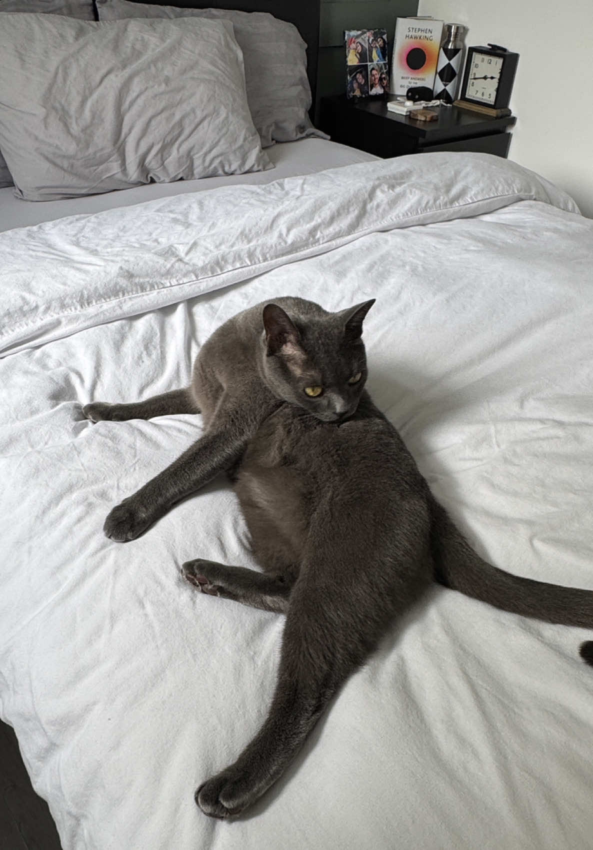 Love trend with Joey ♥️♥️  #cattok #catlover #cattrend #catsofinstagram #goodcat 