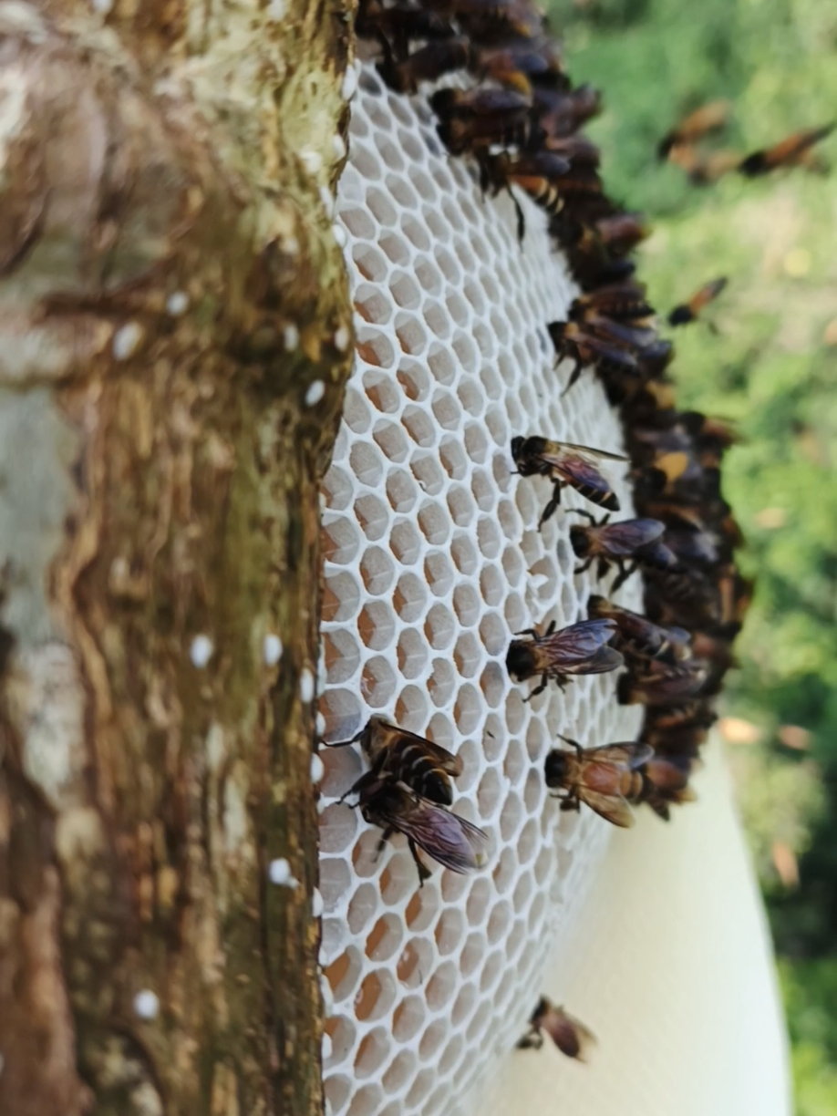 sangat luar biasa ketinggiannya  #honey #usa #viral #fypageシ #emanmadu 