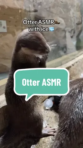 The otters are enjoying one of their favorite enrichment items…ice! 🧊 Their zookeepers prepare different sizes and shapes for them to play and swim with and they just love it!!🥰 #rainforestadventureszoo #otters #asmr #asmrtiktoks #ice 