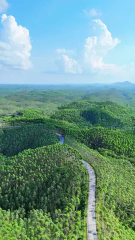 Jalan poros Tenggarong-Kota Bangun Kalimantan Timur, Indonesia 🇮🇩🇮🇩 Akses jalan yang berada ditengah hamparan luas Hutan Tanaman Industri (HTI) yang mempunyai luasan konsesi ±161.127 Ha di kawasan Senoni, Kabupaten Kutai Kartanegara.