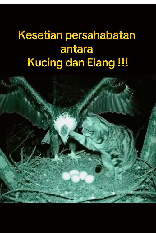 Kesetian persahabatan antara kucing dan elang #kamin #byiqbal #biorfx #fyp 