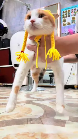 #cat #fyp 