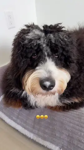 What can I do!!?? 😅😅😅 laugh to not cry #bernedoodle #dog #puppy 