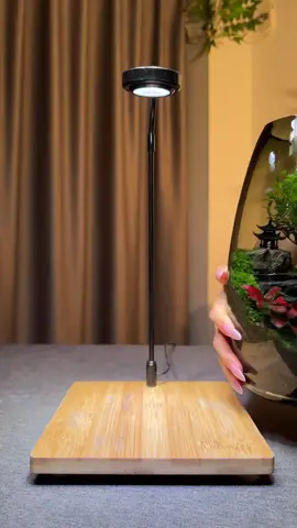 #becathuysinh #becaphongthuy #becaminideban #becaminiphongthuy #binhterrarium 