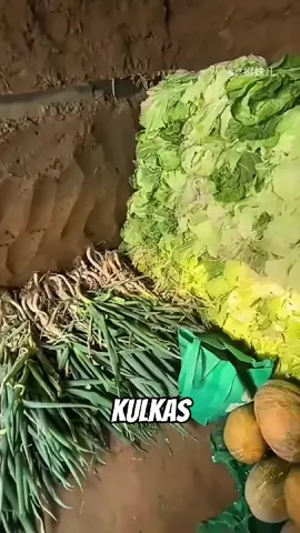 Kuklas bawah tanah #kulkas #serunyabelajar #fyp 