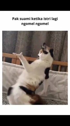 Jurus untuk anda, simpan bila butuh, like bila bermanfaat, komen untuk curhat.  #dance #nari #tari #kucing #kucinglucu #cat #catfunny #joker 