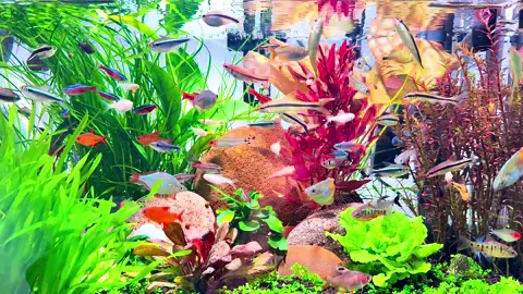 Sau 2 tuần hơn vắng bóng. Trộm vía tụi nhỏ vẫn khoẻ và mập ú. Nước vẫn trong xanh 🤭🤭#xuhuong #emtanchoica #thuysinh 