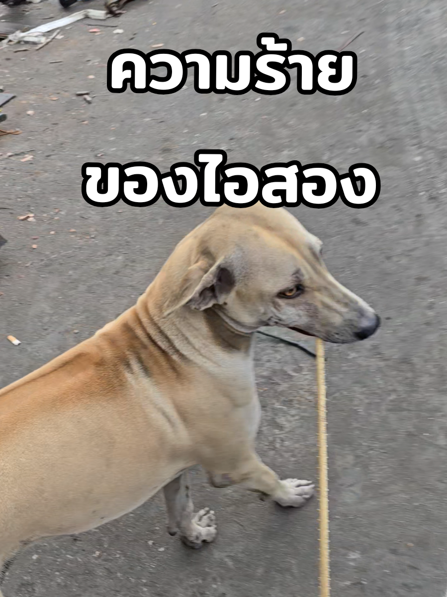 ตอบกลับ @catterdj พูดไปใครจะเชื่อ....#ล่ำซำบางแก้ว #หมาหน้าหมู #คลิปนี้ต้องฟีด #สัตว์เลี้ยงtiktok #ทาสหมา 