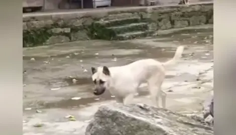 sắp trung thu nữa rồi..🤩 #trungthu #vuinhon  #mualan  #danhtrong #dog 