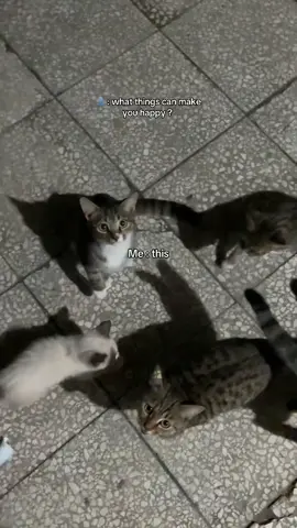 #catlover #fyp 