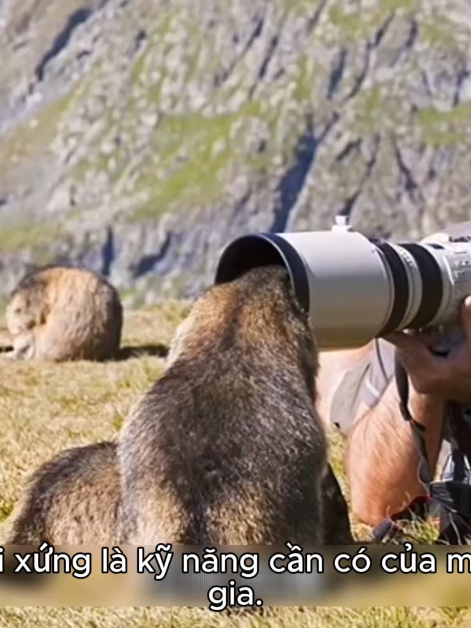 Mẹo chụp ảnh chân thực động vật hoang dã #meo #cat #xuhuong #trending #dongvat #pet