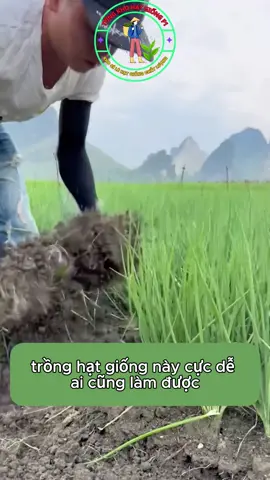 Bạn đã thử chưa một vườn hành lá dễ chăm dễ trồng lại cho năng suất cao#hatgiong #trongrau #trongrausach 