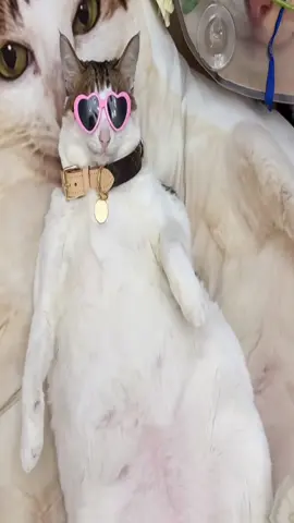 Uncle bao appreciation post 🙏#fyp #cat #tiktok #catsoftiktok #unclebao 