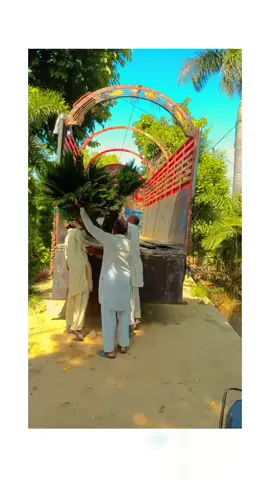 plants loading for Islamabad capital ##plants ##landscape ##palm @gardening 