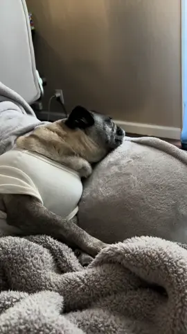 That FALL szn feeling! 🍂🍁🍃#pug #fallseason 