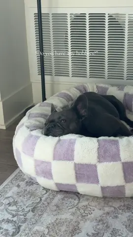 Being with my dog 24.7 is a hobby, right? #frenchbulldog #hobbies #dogsoftiktok #Love #donutbed 