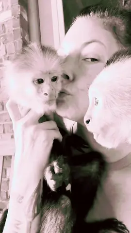 Awwww this life of mine is truly sooo amazing #LandoStrong #capuchin #LandOnation 