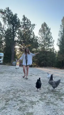 I love my chickens 