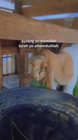 #kambing #kambingmuda #kambingqurban #kambinggunung #kambinggunungkidul #sobatngaret #sobatngaretnusantara #sobatngaritnusantara #peternak #peternakkambing #peternakkambingindonesia #peternakkambingmuda 